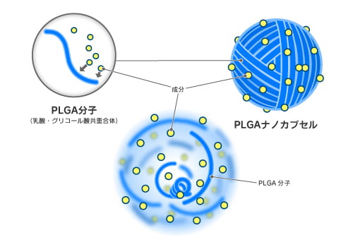 PLGAナノカプセルは水分によって分解し、成分を12時間以上放出し続ける